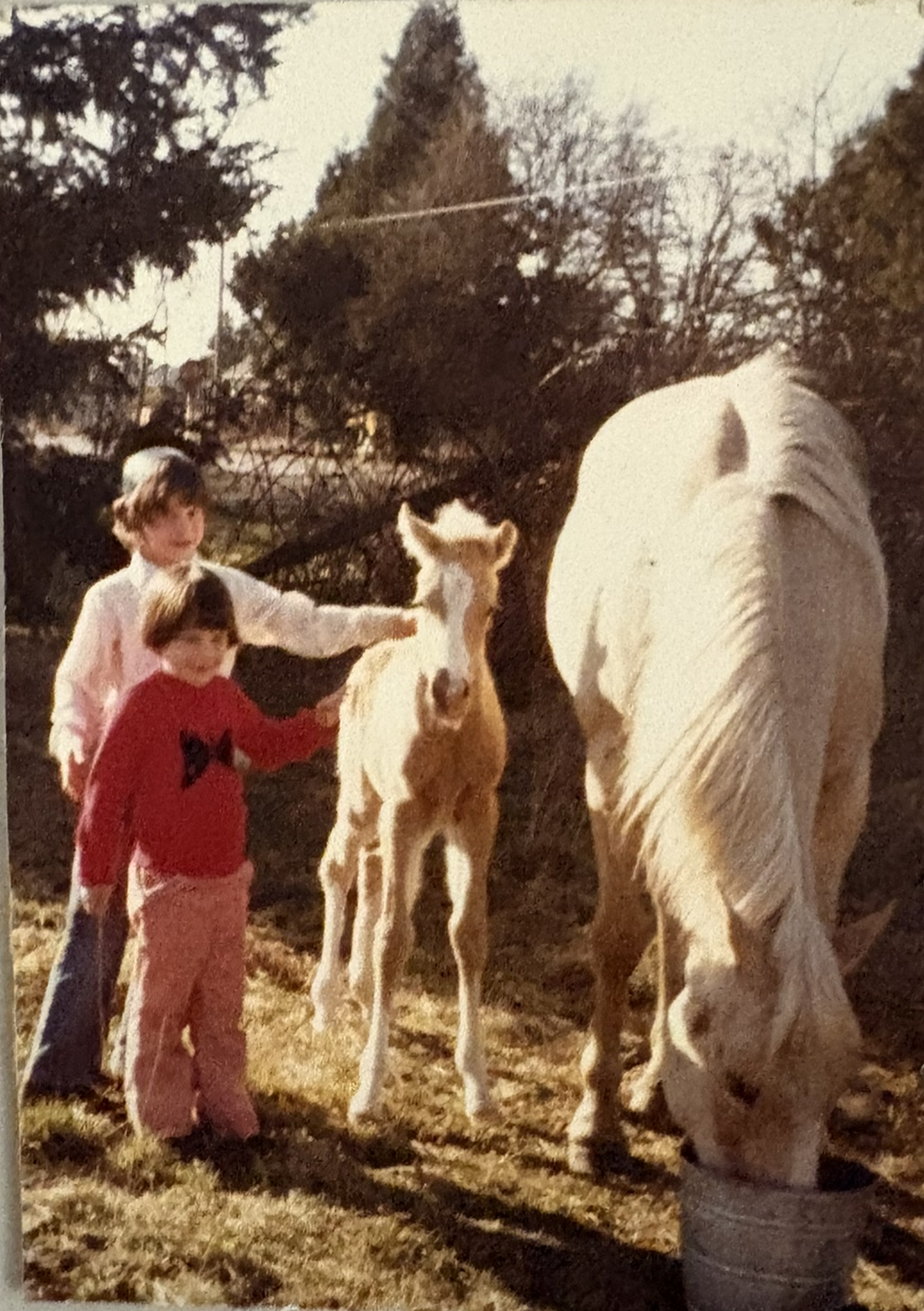 Horse Stories